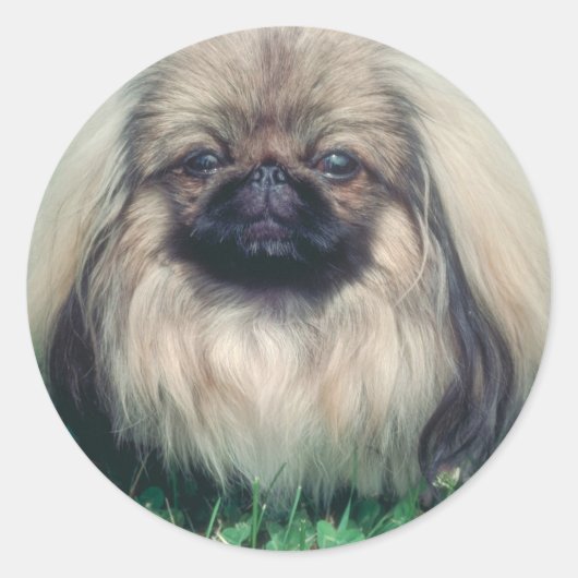 Pekingese Ronde Sticker (Voorkant)