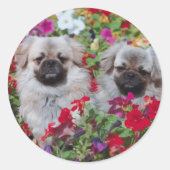 Pekingese Stickers (Voorkant)