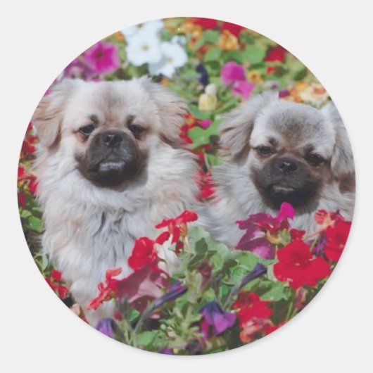 Pekingese Stickers (Voorkant)