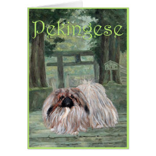 Pekingese Wenskaart
