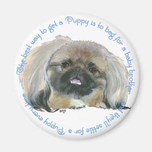 Pekingese Wisdom - Hoe krijg je een puppy? Magneet
