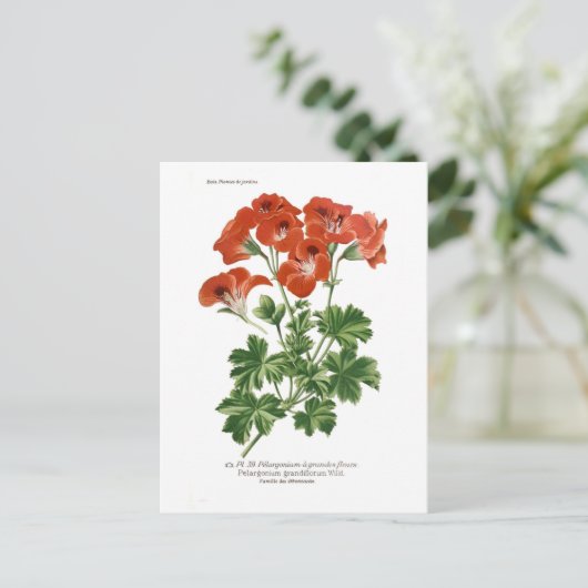 Pelargonium grandiflorum briefkaart (Staand voorkant)