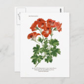 Pelargonium grandiflorum briefkaart (Voorkant / Achterkant)