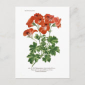 Pelargonium grandiflorum briefkaart (Voorkant)