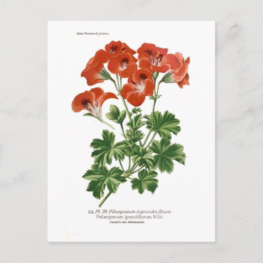Pelargonium grandiflorum briefkaart (Voorkant)