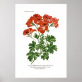 Pelargonium grandiflorum poster (Voorkant)