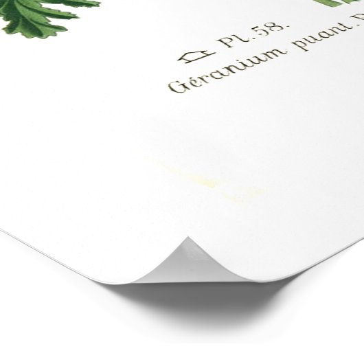 Pelargonium graveolens poster (Hoek)