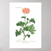 Pelargonium graveolens poster (Voorkant)