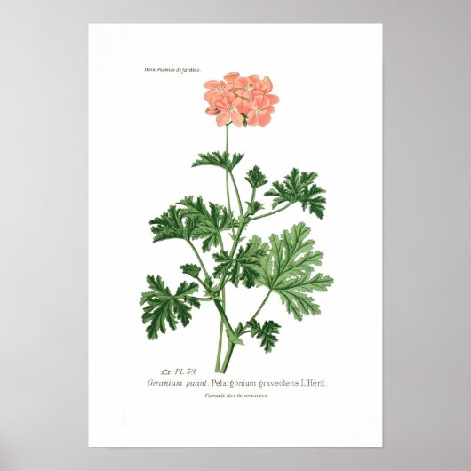 Pelargonium graveolens poster (Voorkant)