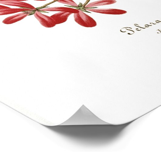 Pelargonium hederaefolium poster (Hoek)