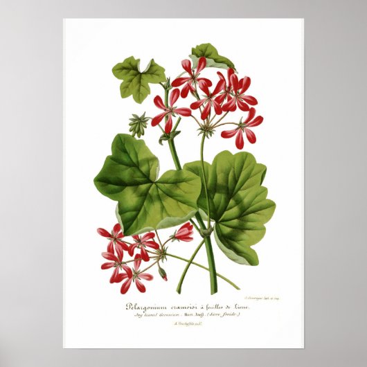 Pelargonium hederaefolium poster (Voorkant)