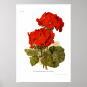 Pelargonium 'Zijne Majesteit' Poster (Voorkant)