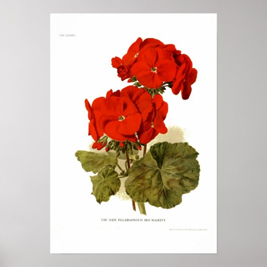 Pelargonium 'Zijne Majesteit' Poster (Voorkant)