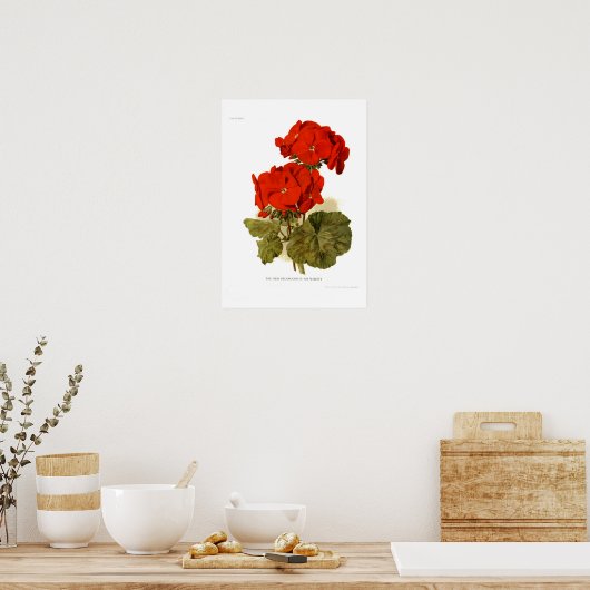 Pelargonium 'Zijne Majesteit' Poster (Keuken)