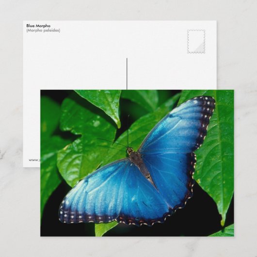Peleides Blue Morpho (Morpho peleides) Briefkaart (Voorkant / Achterkant)
