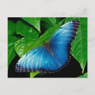Peleides Blue Morpho (Morpho peleides) Briefkaart