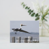 "pelicaan op de baai" briefkaart (Staand voorkant)