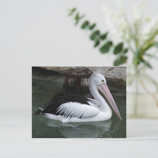 Pelicaans Briefkaart (Staand voorkant)