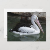 Pelicaans Briefkaart (Voorkant / Achterkant)
