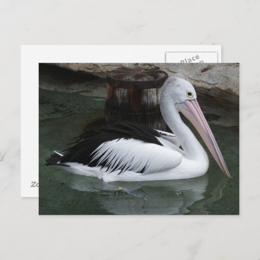 Pelicaans Briefkaart (Voorkant / Achterkant)