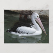Pelicaans Briefkaart (Voorkant)