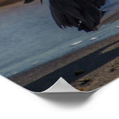 Pelicaans Poster (Hoek)