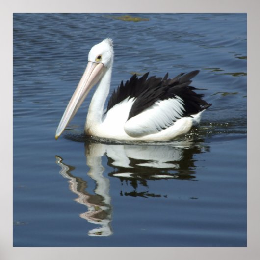 Pelicaans Poster (Voorkant)