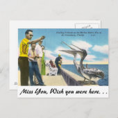 Pelicaanse voeding in Florida Briefkaart (Voorkant / Achterkant)