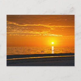 Pelican aan de Oranje Sunset van Florida Briefkaart