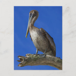 Pelican aan een ledemaat briefkaart