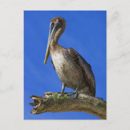 Pelican aan een ledemaat briefkaart