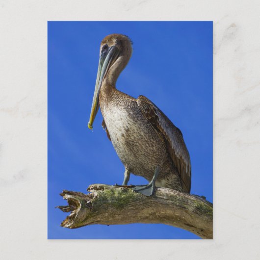 Pelican aan een ledemaat briefkaart (Voorkant)