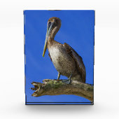 Pelican aan een ledemaat fotoblokken (Voorkant)