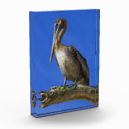 Pelican aan een ledemaat fotoblokken