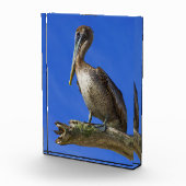 Pelican aan een ledemaat fotoblokken (Rechts)