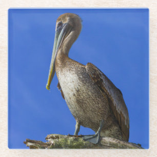 Pelican aan een ledemaat glazen onderzetter