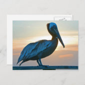 Pelican Alone/Post Card Briefkaart (Voorkant / Achterkant)