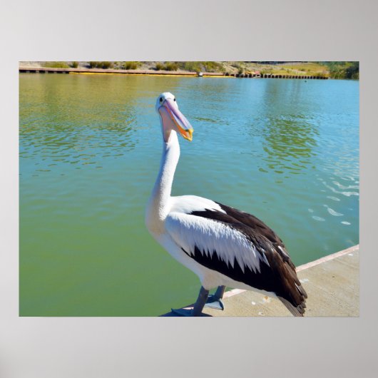Pelican Back Chat, Wall Poster (Voorkant)