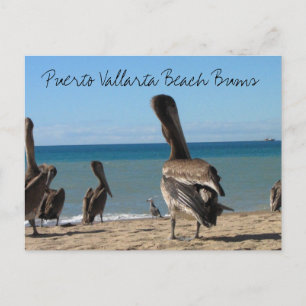 Pelican Beach Bums Briefkaart