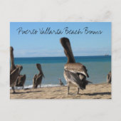 Pelican Beach Bums Briefkaart (Voorkant)