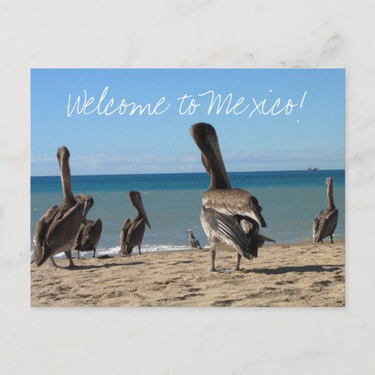 Pelican Beach Bums Briefkaart (Voorkant)