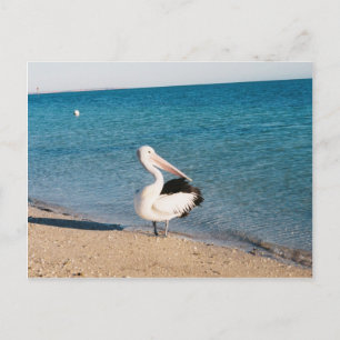 Pelican bij monkey Mia, Western Australië. Briefkaart