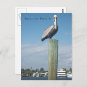 Pelican bij Panama City Beach, FL Briefkaart (Voorkant / Achterkant)