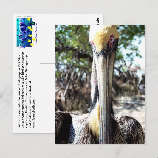 Pelican Bird Sanctuary Key Largo, Briefkaart van F (Voorkant / Achterkant)