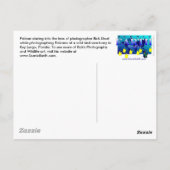 Pelican Bird Sanctuary Key Largo, Briefkaart van F (Achterkant)