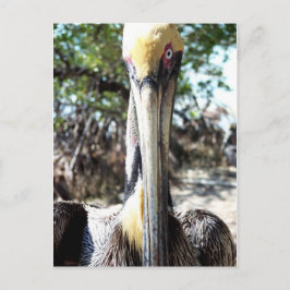 Pelican Bird Sanctuary Key Largo, Briefkaart van F