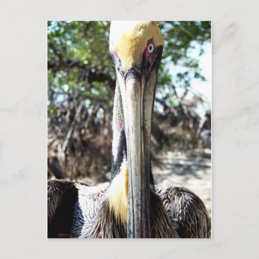 Pelican Bird Sanctuary Key Largo, Briefkaart van F (Voorkant)