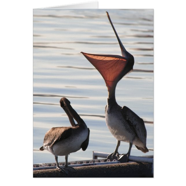 Pelican Birds Wilde Levensdieren (Voorkant)