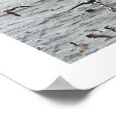 Pelican Birds Wilde Levensdieren Poster (Hoek)