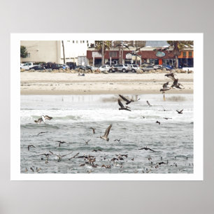 Pelican Birds Wilde Levensdieren Poster